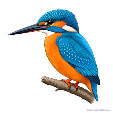 Kingfisher